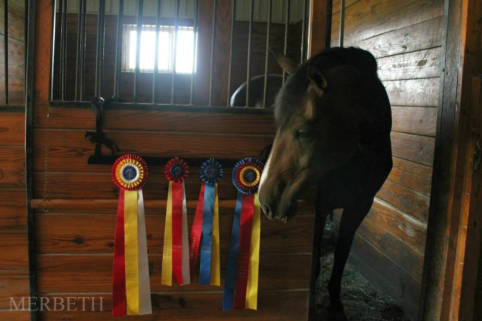 Showoff Ribbon Rack - Jumper - Stall Rack – Showoff Ribbon Racks